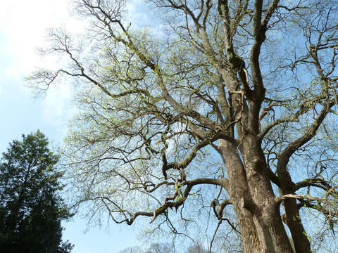 Image of Tulip tree