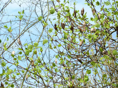 Image of Tulip tree