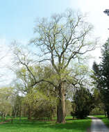 Image of Tulip tree