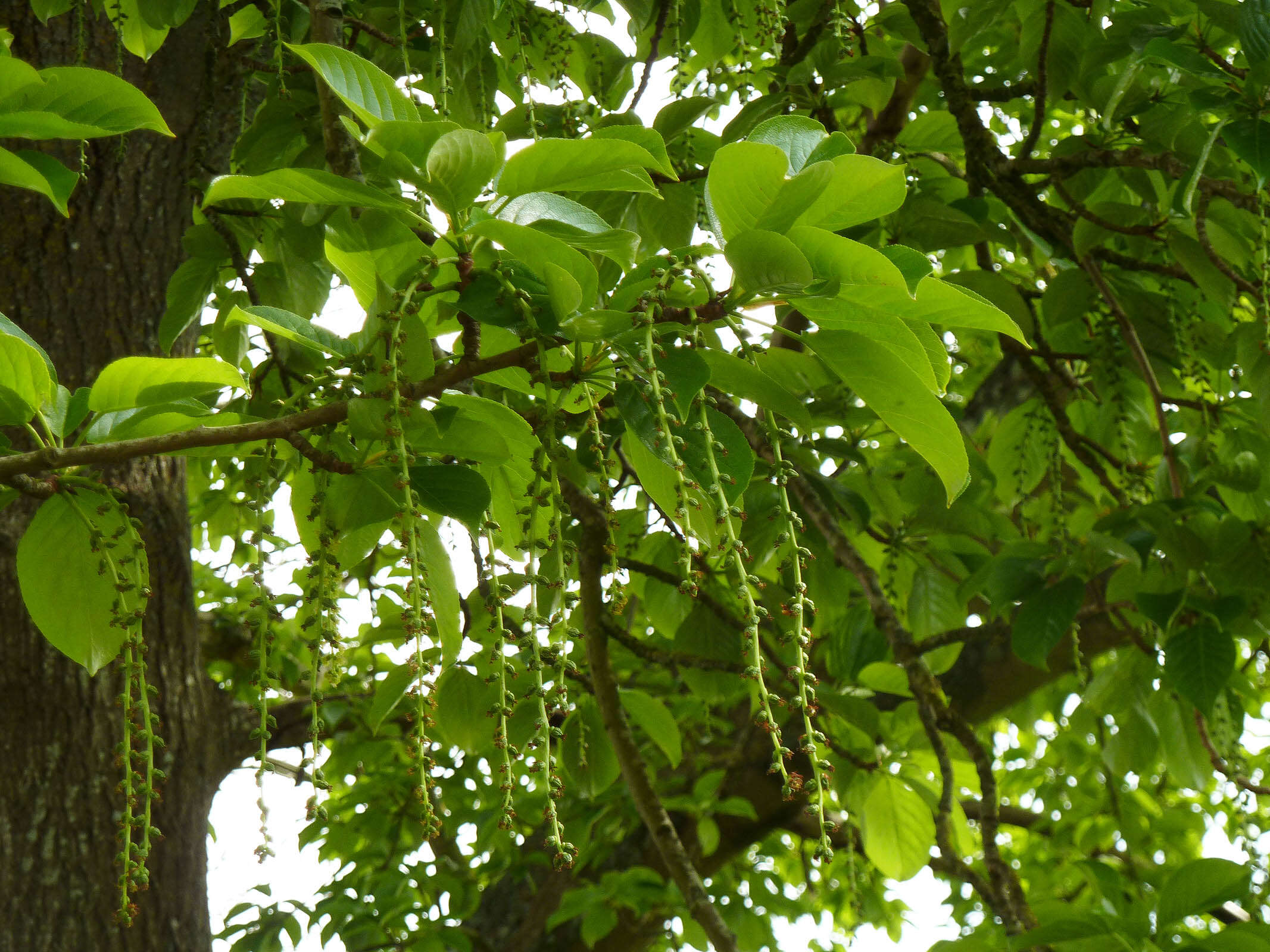 Image of Japanese poplar