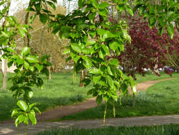 Image of Japanese poplar