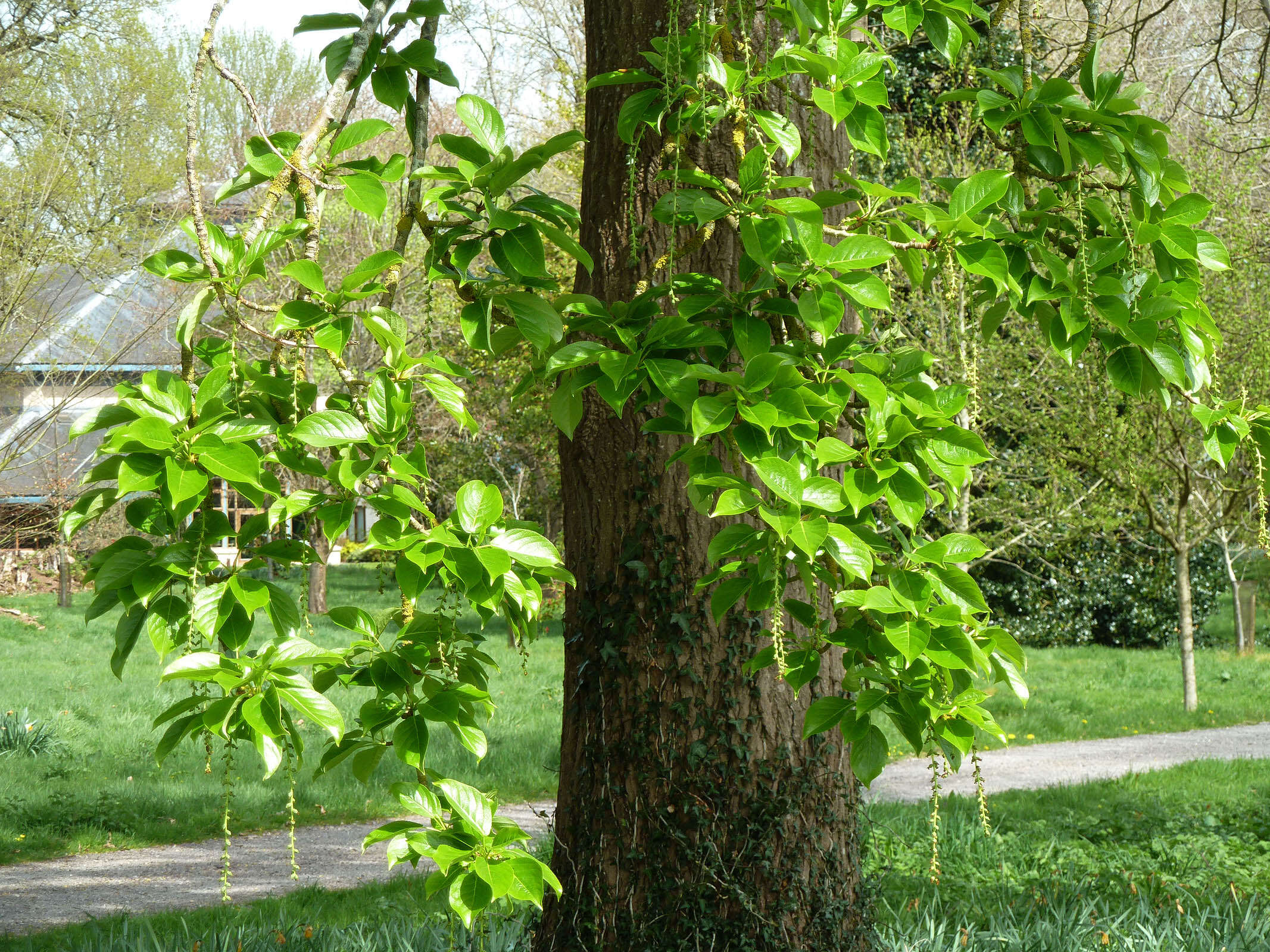 Image of Japanese poplar