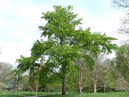 Image of Japanese poplar