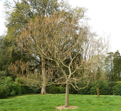 Image of princess tree