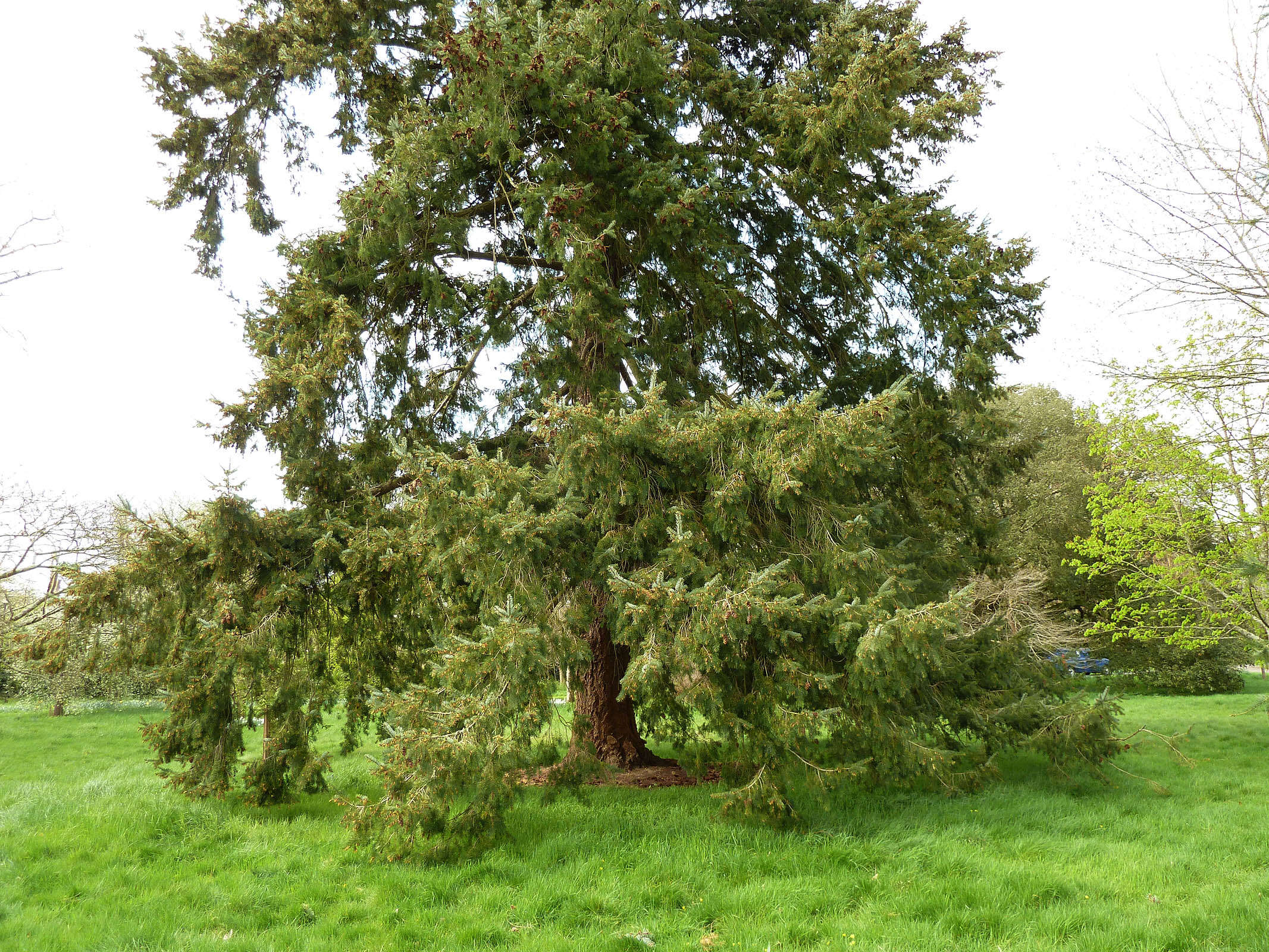 Image of Douglas Fir