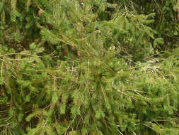 Image of Douglas Fir