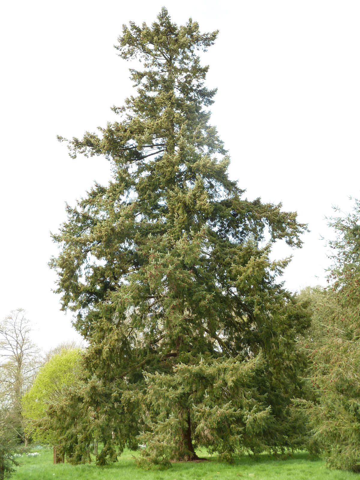 Image of Douglas Fir