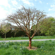 Image of paper birch