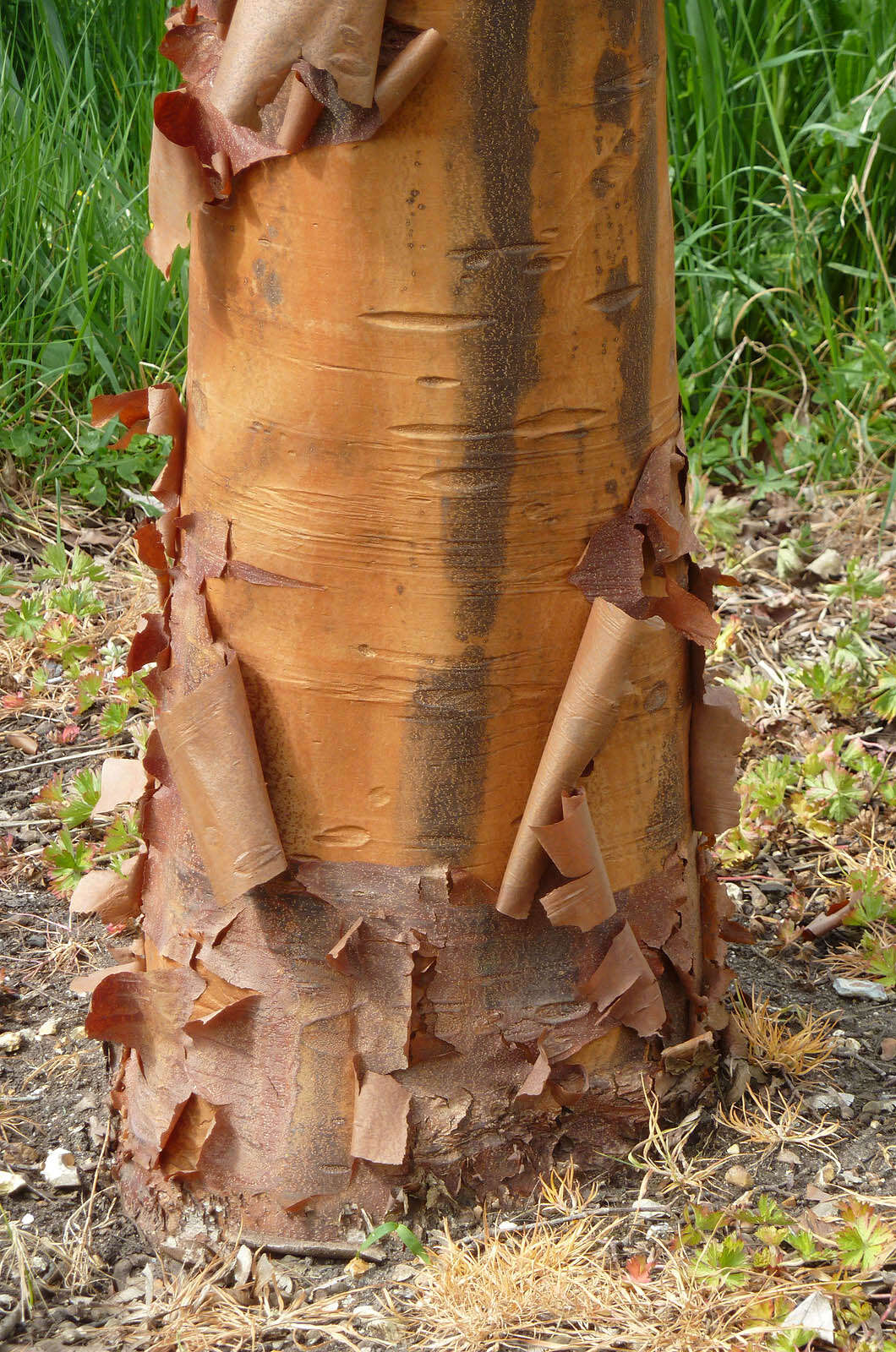 Image of paper birch