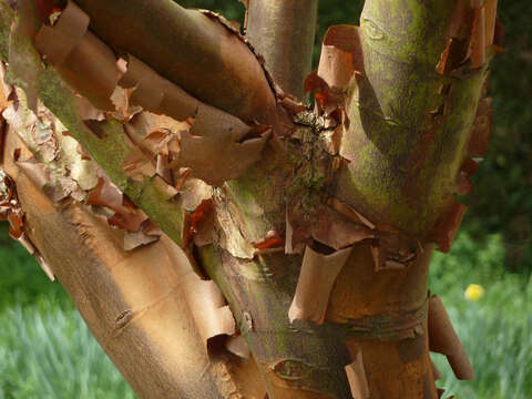 Image of paper birch