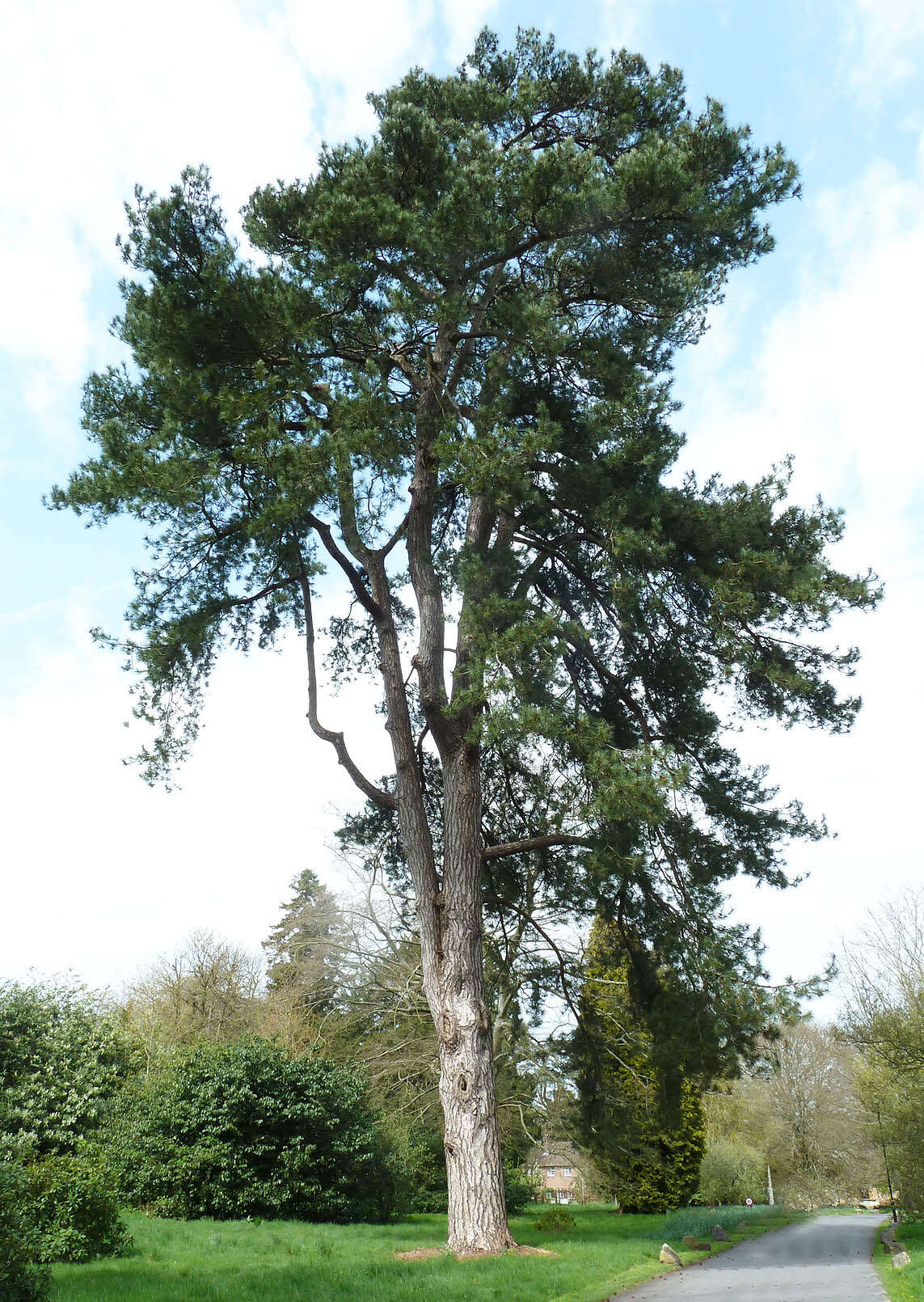 Image of Pinus nigra subsp. laricio (Poir.) Maire