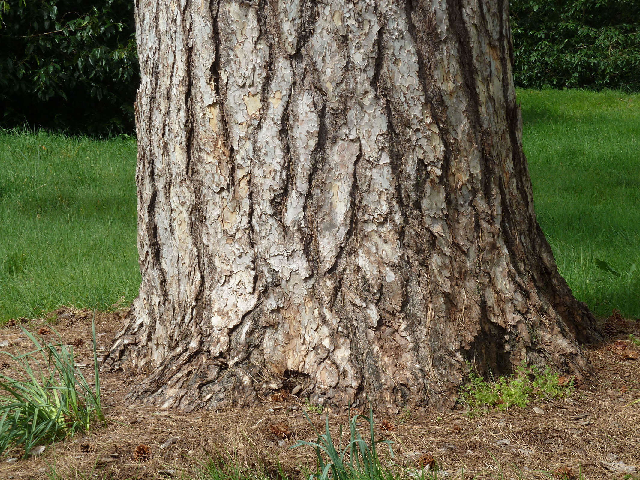 Image of Pinus nigra subsp. laricio (Poir.) Maire