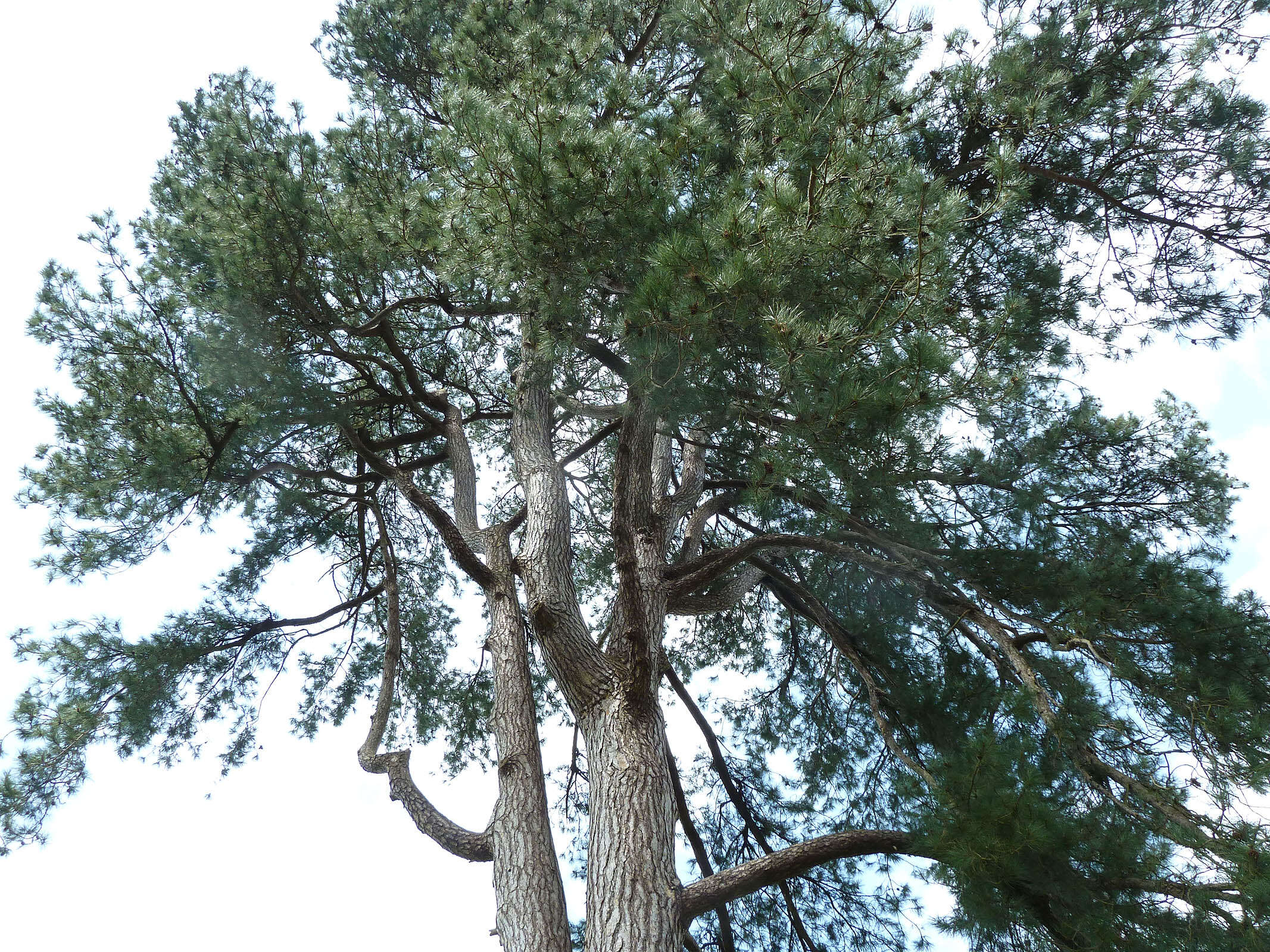 Image of Pinus nigra subsp. laricio (Poir.) Maire