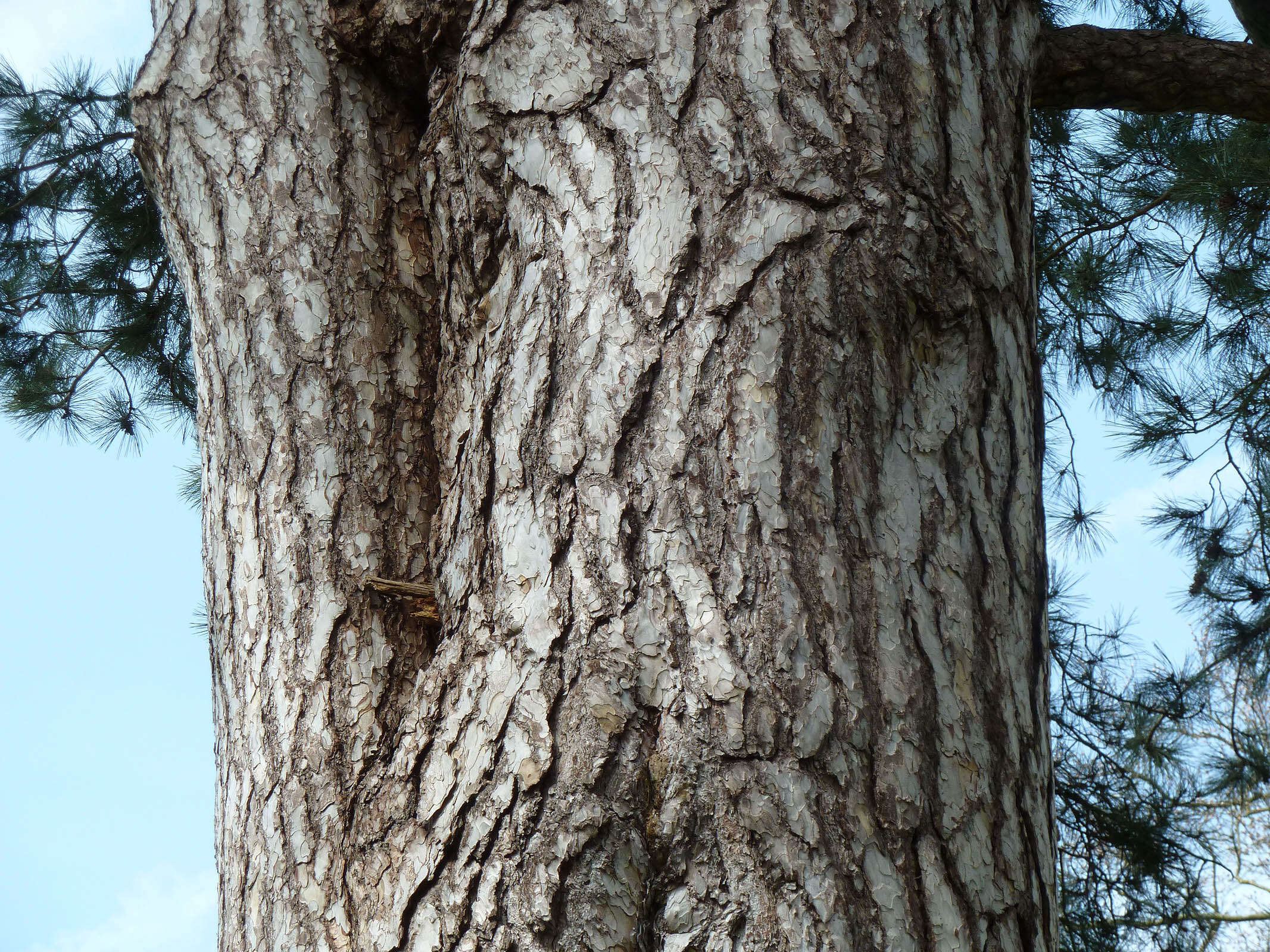 Image of Pinus nigra subsp. laricio (Poir.) Maire