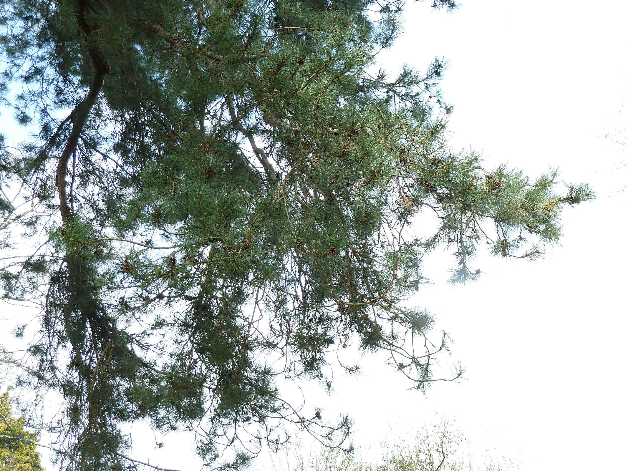 Image of Pinus nigra subsp. laricio (Poir.) Maire