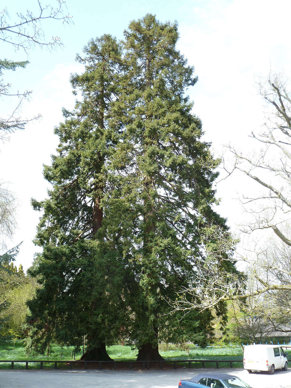 Image of Sequoia sempervirens