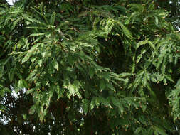 Image of Sequoia sempervirens