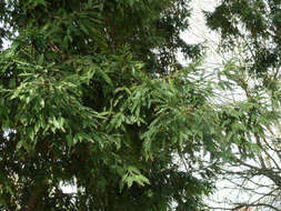 Image of Sequoia sempervirens