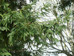 Image of Sequoia sempervirens