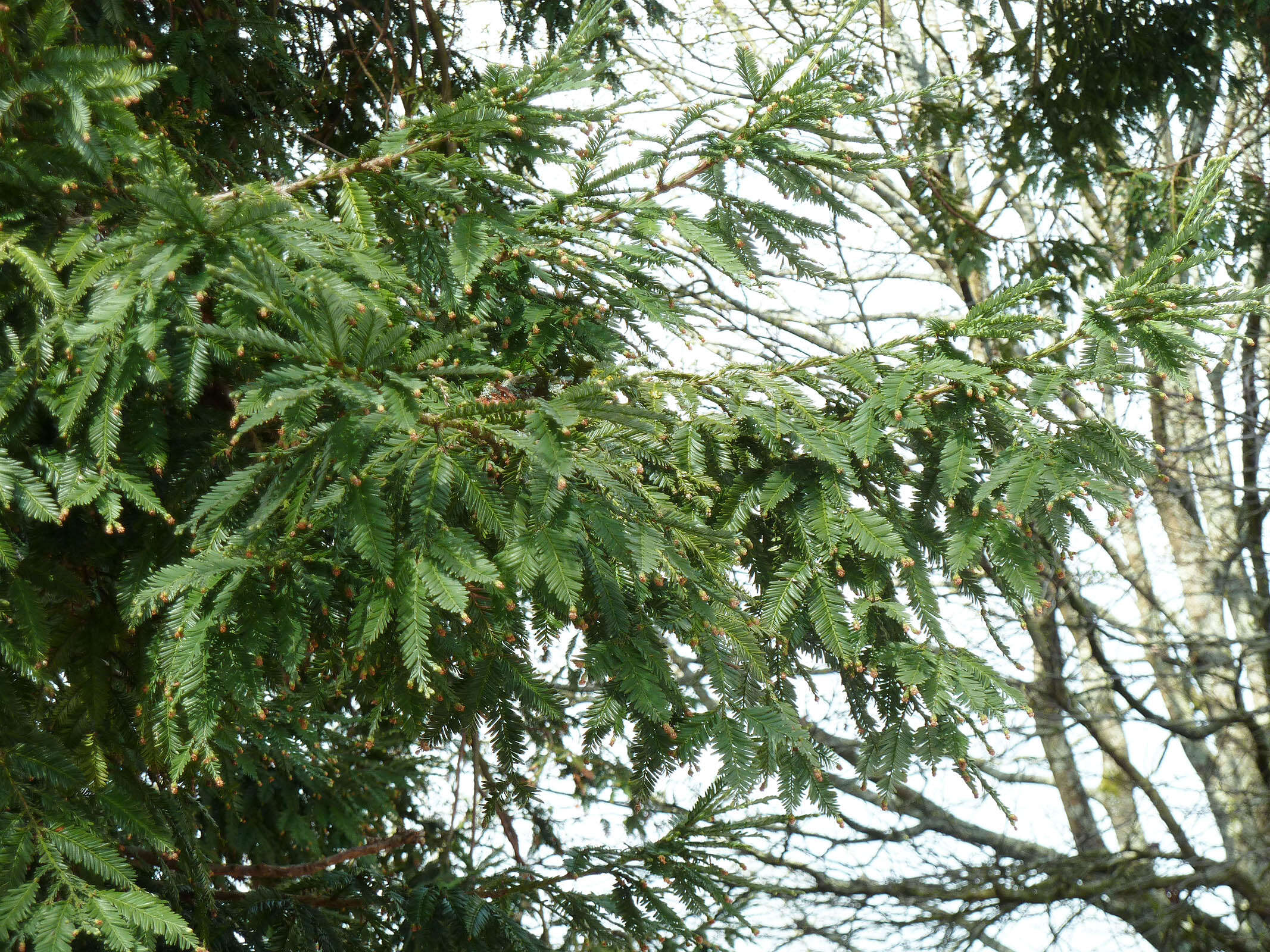 Image of Sequoia sempervirens