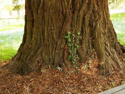 Image of Sequoia sempervirens