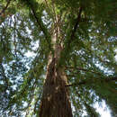 Image of Sequoia sempervirens