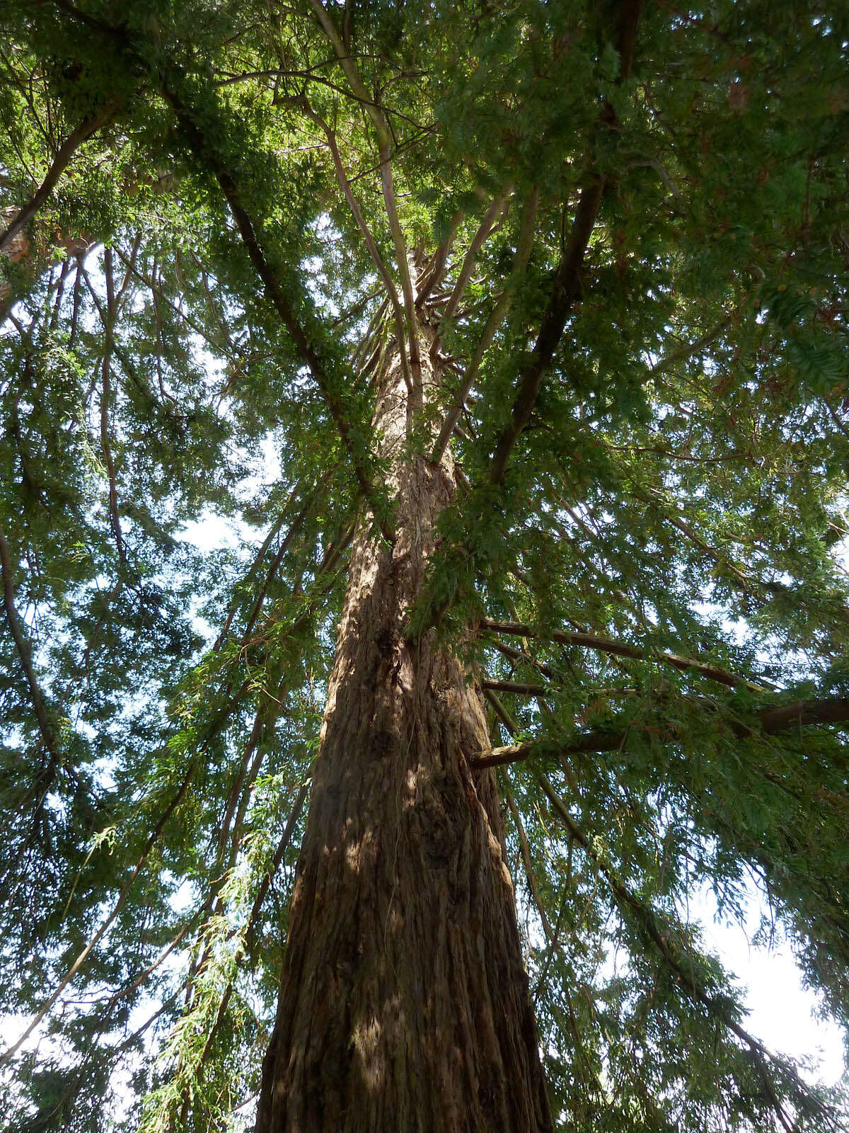 Image of Sequoia sempervirens