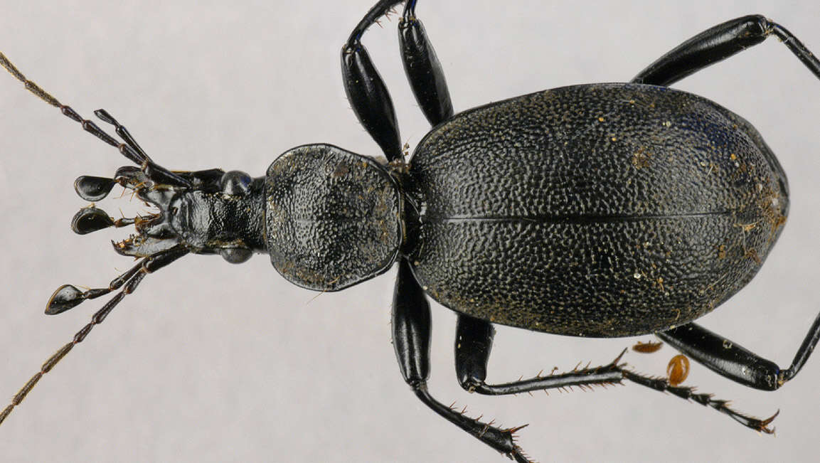 Image of Cychrus caraboides (Linnaeus 1758)