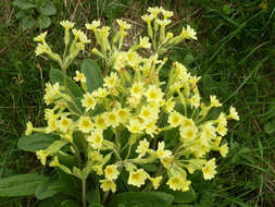 Image of <i>Primula</i> veris × Primula <i>vulgaris</i>