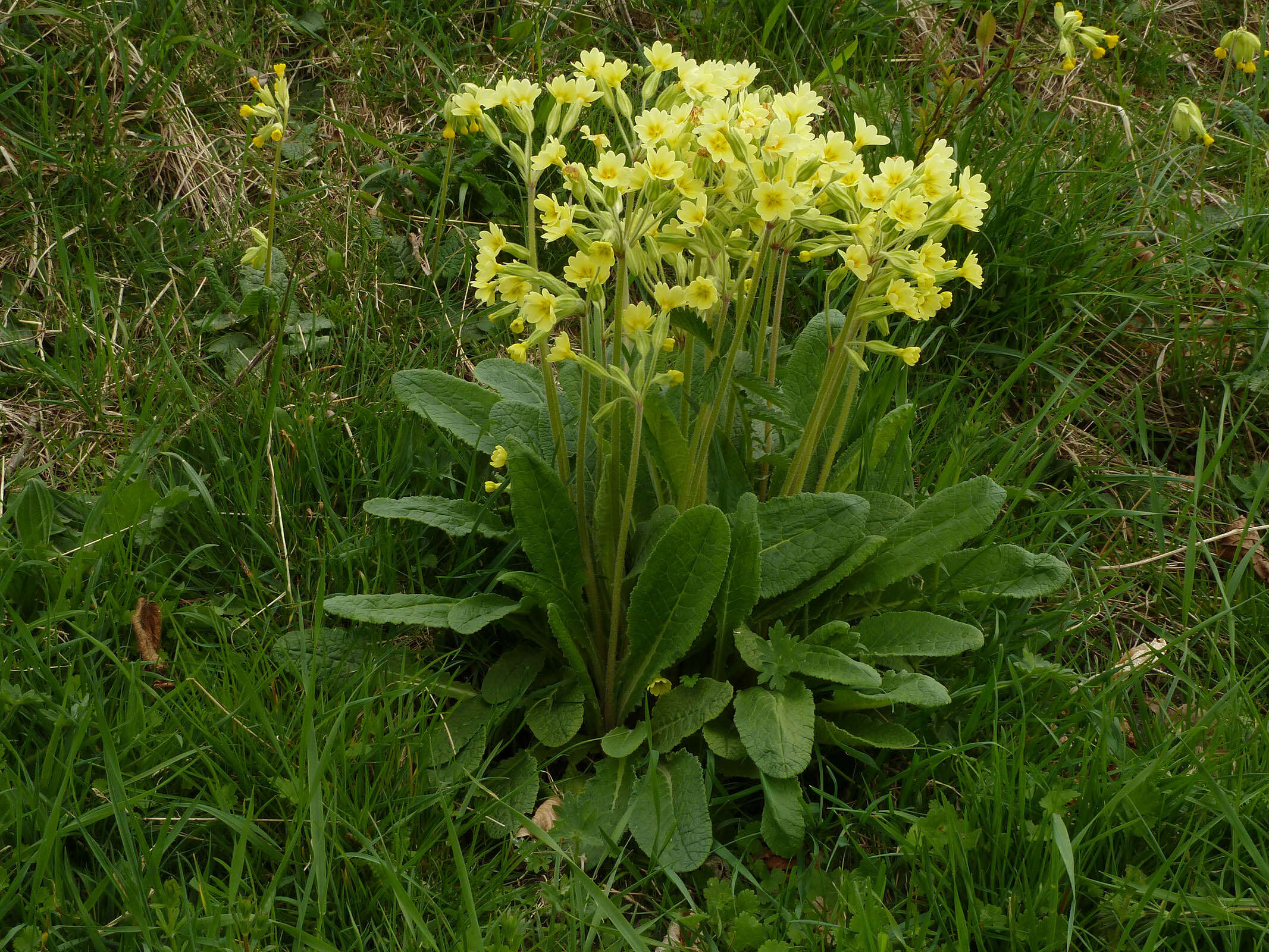 Image of <i>Primula</i> veris × Primula <i>vulgaris</i>