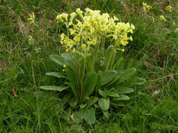 Image of <i>Primula</i> veris × Primula <i>vulgaris</i>