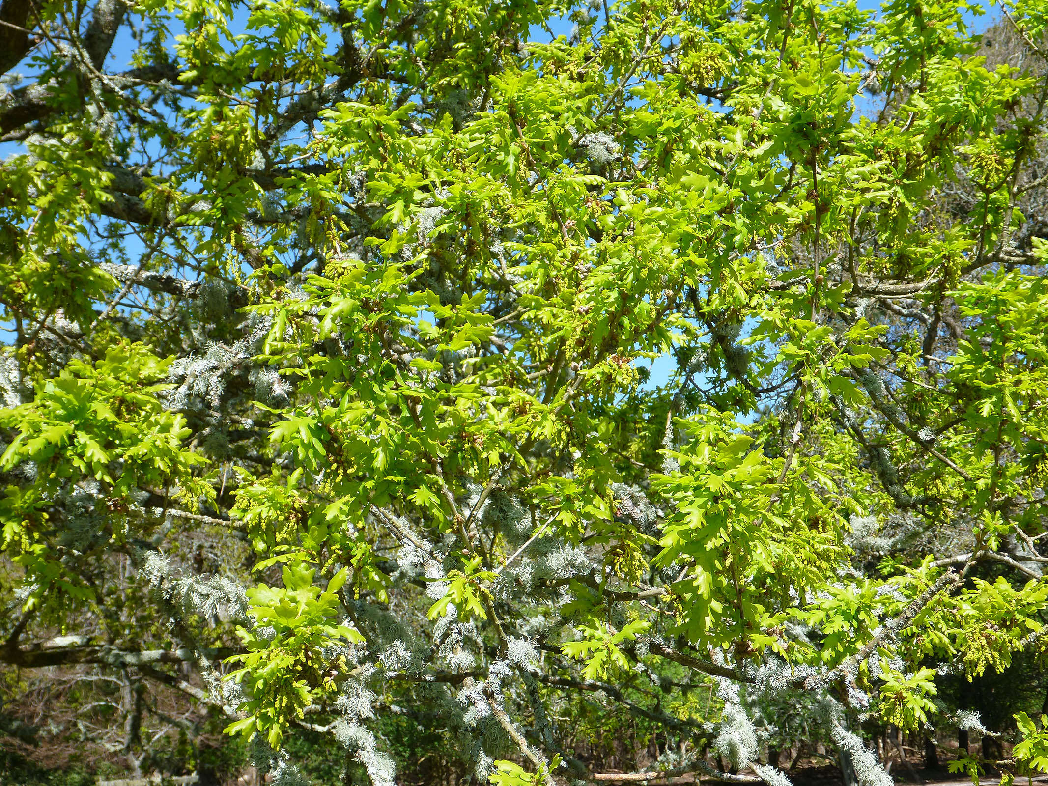 Image of English oak