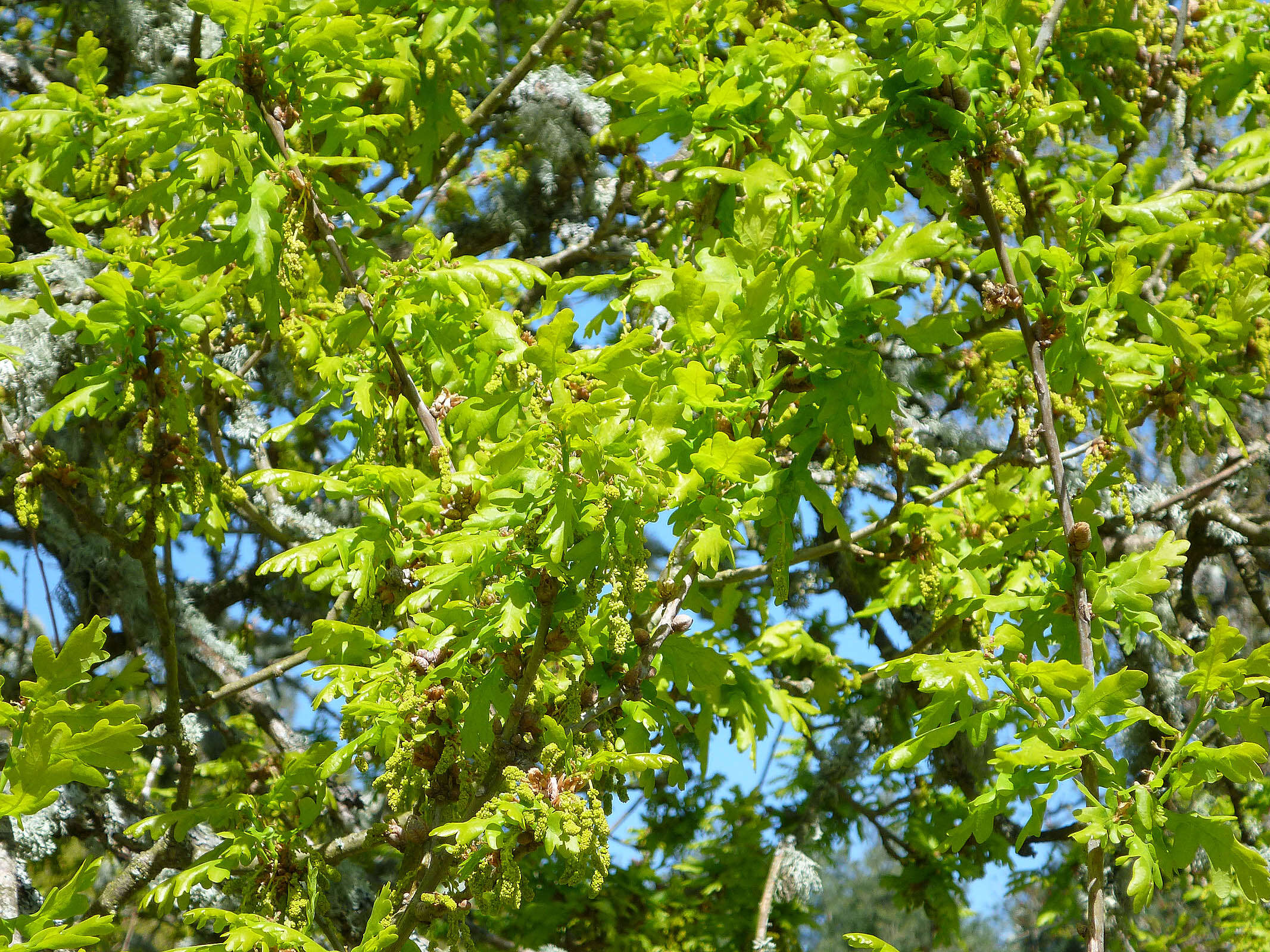 Image of English oak