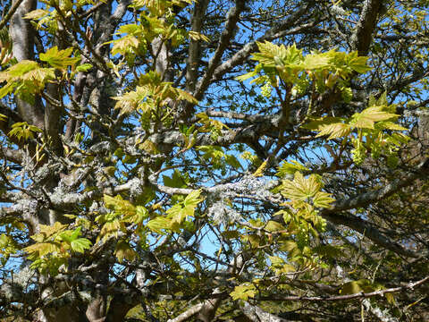 Image of sycamore maple