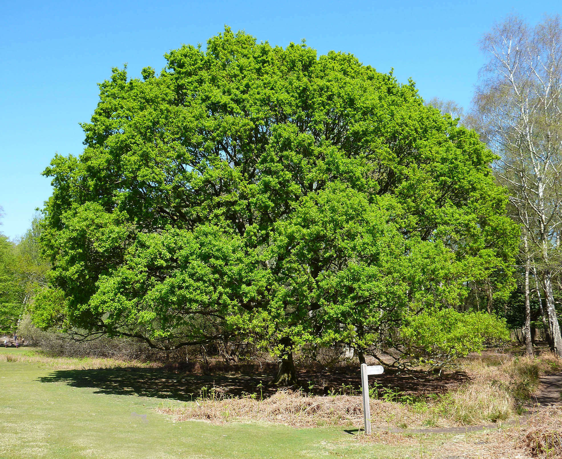 Image of English oak