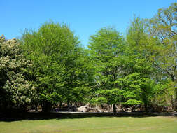 Image of European hornbeam