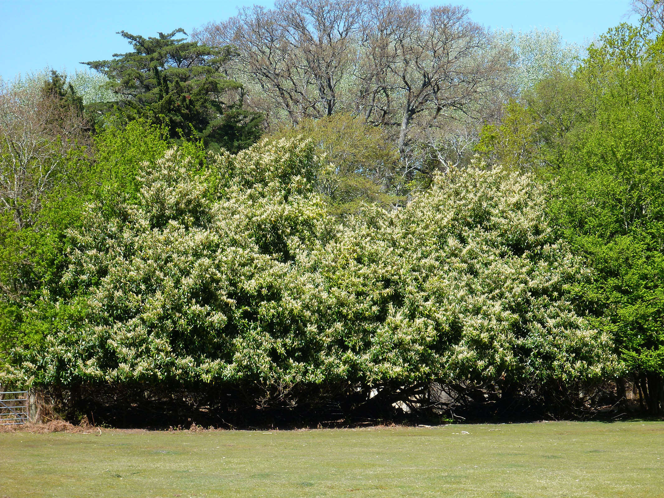 Image of Cherry-laurel