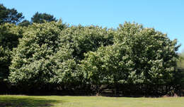 Image of Cherry-laurel