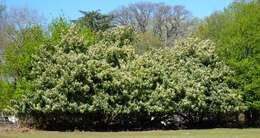 Image of Cherry-laurel