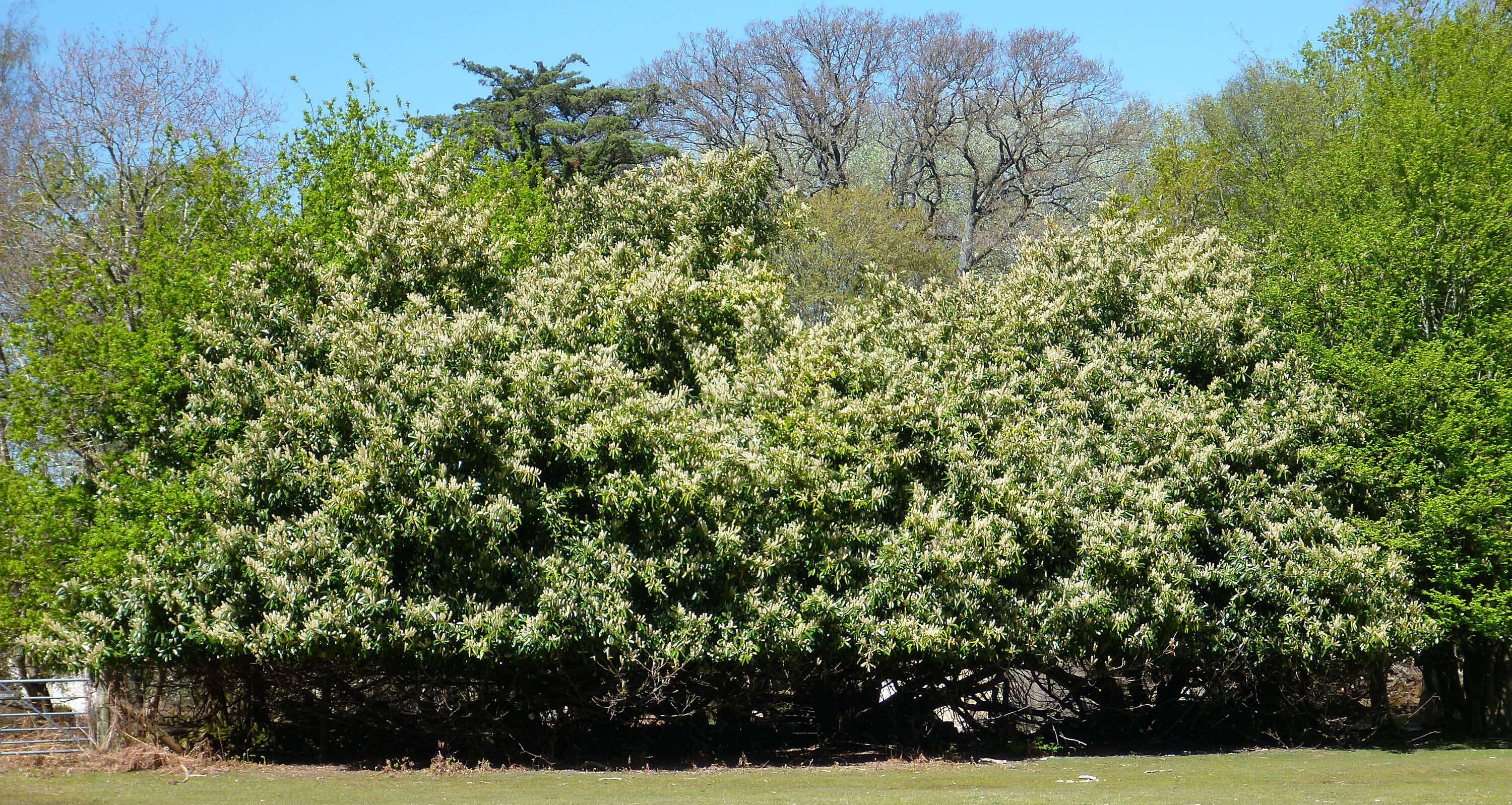 Image of Cherry-laurel