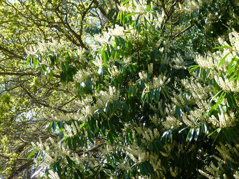 Image of Cherry-laurel