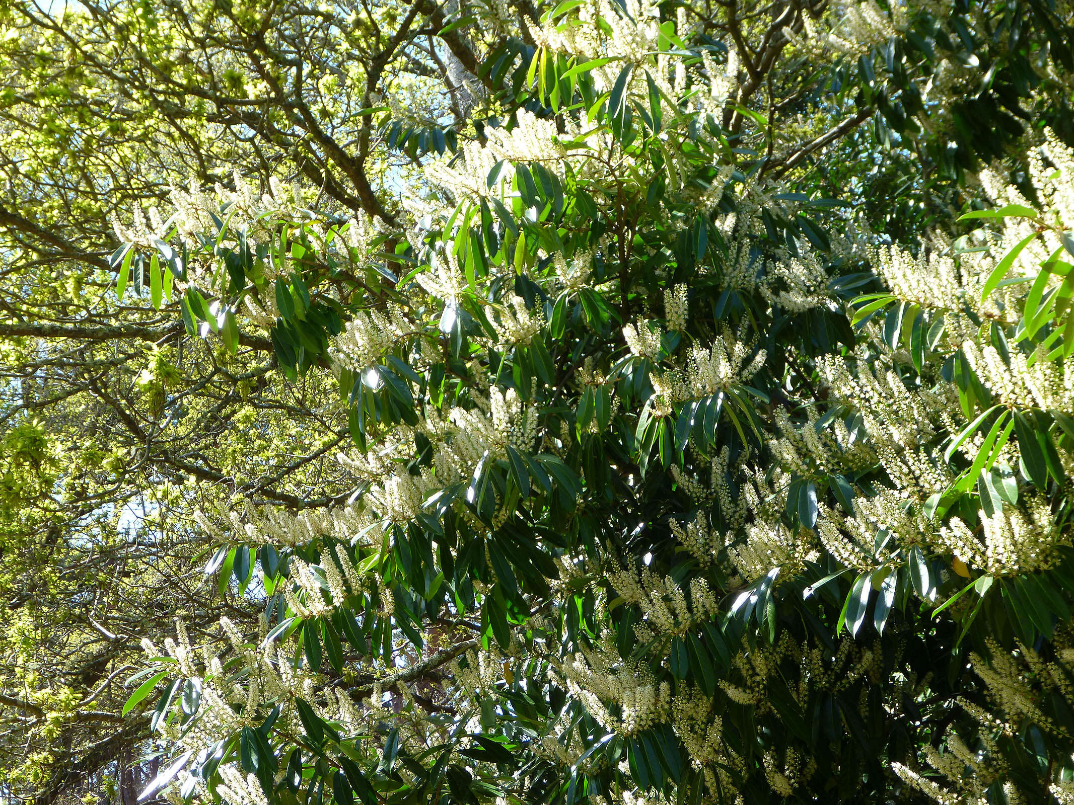 Image of Cherry-laurel