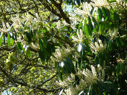 Image of Cherry-laurel