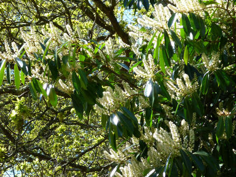 Imagem de Prunus laurocerasus L.