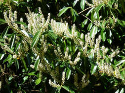 Image of Cherry-laurel