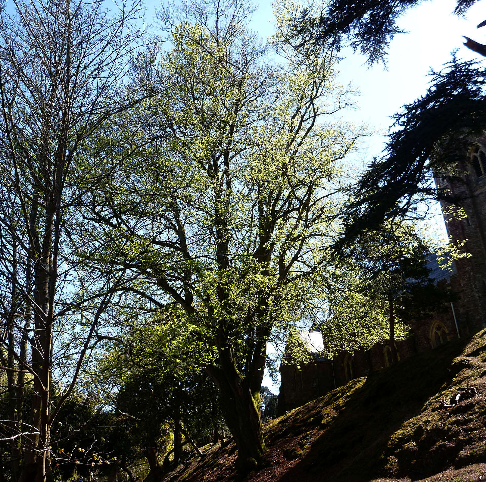 Image of European beech