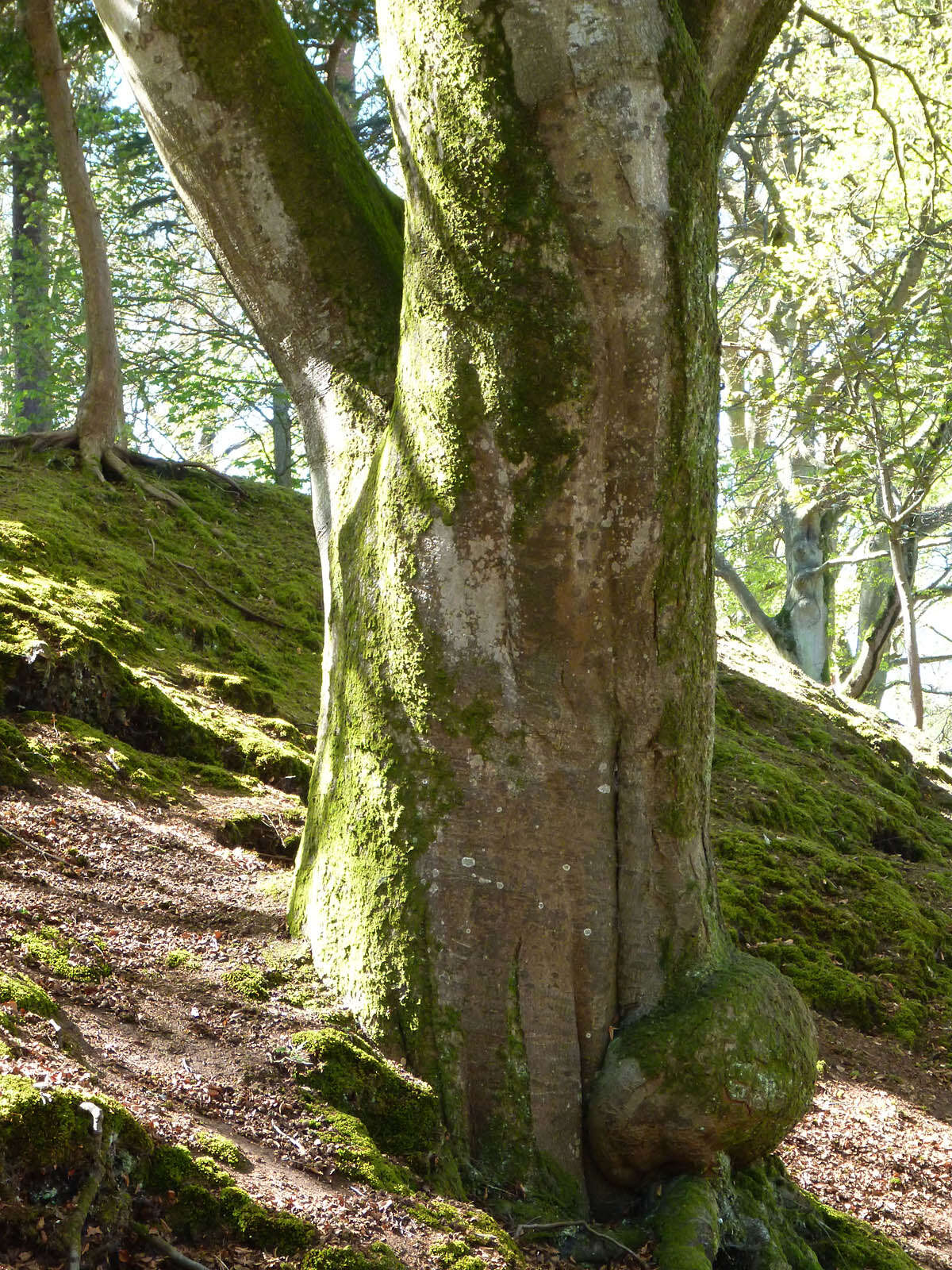 Image of European beech