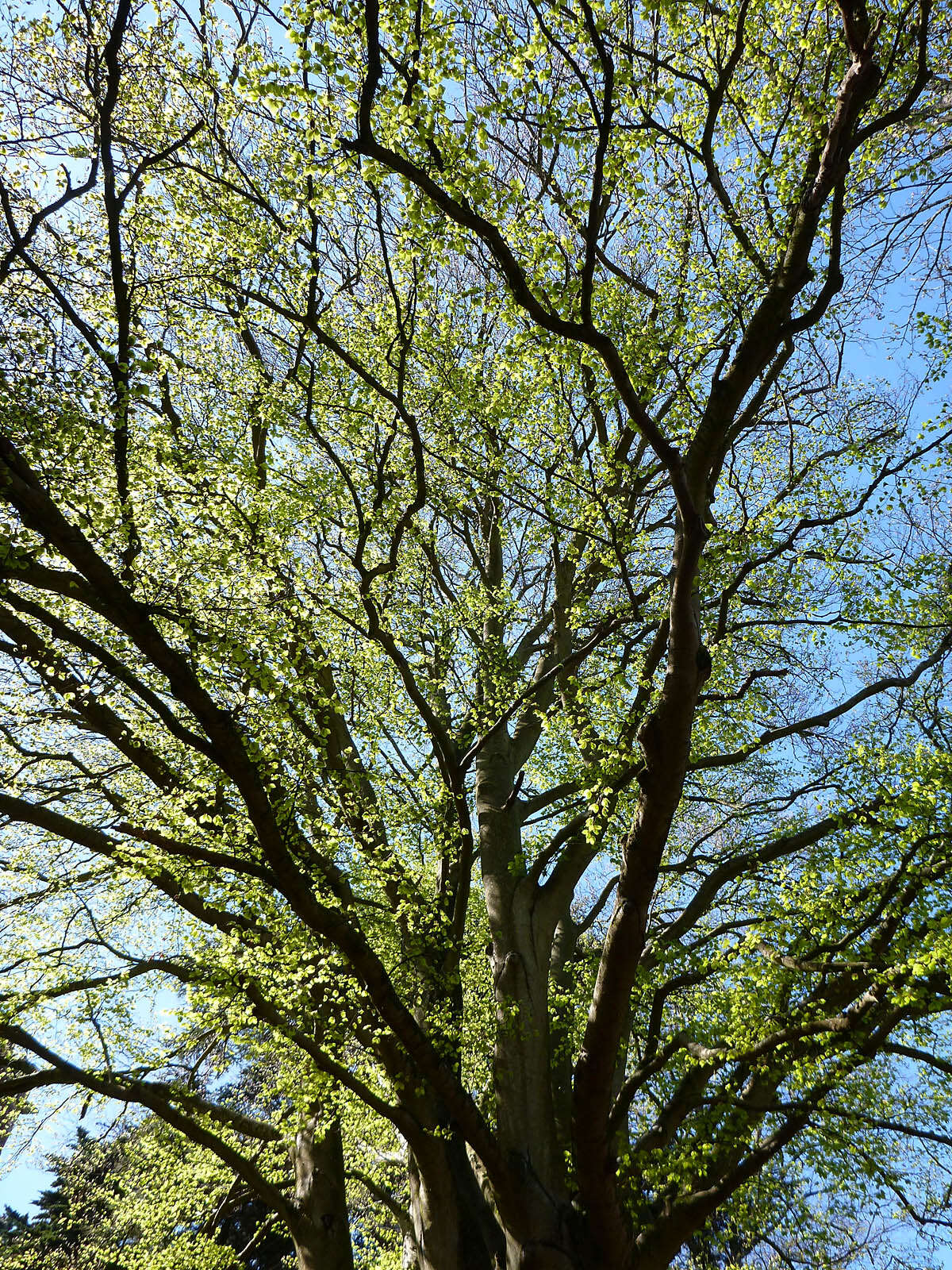 Image of European beech