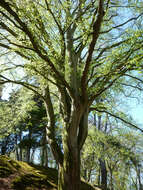 Image of European beech