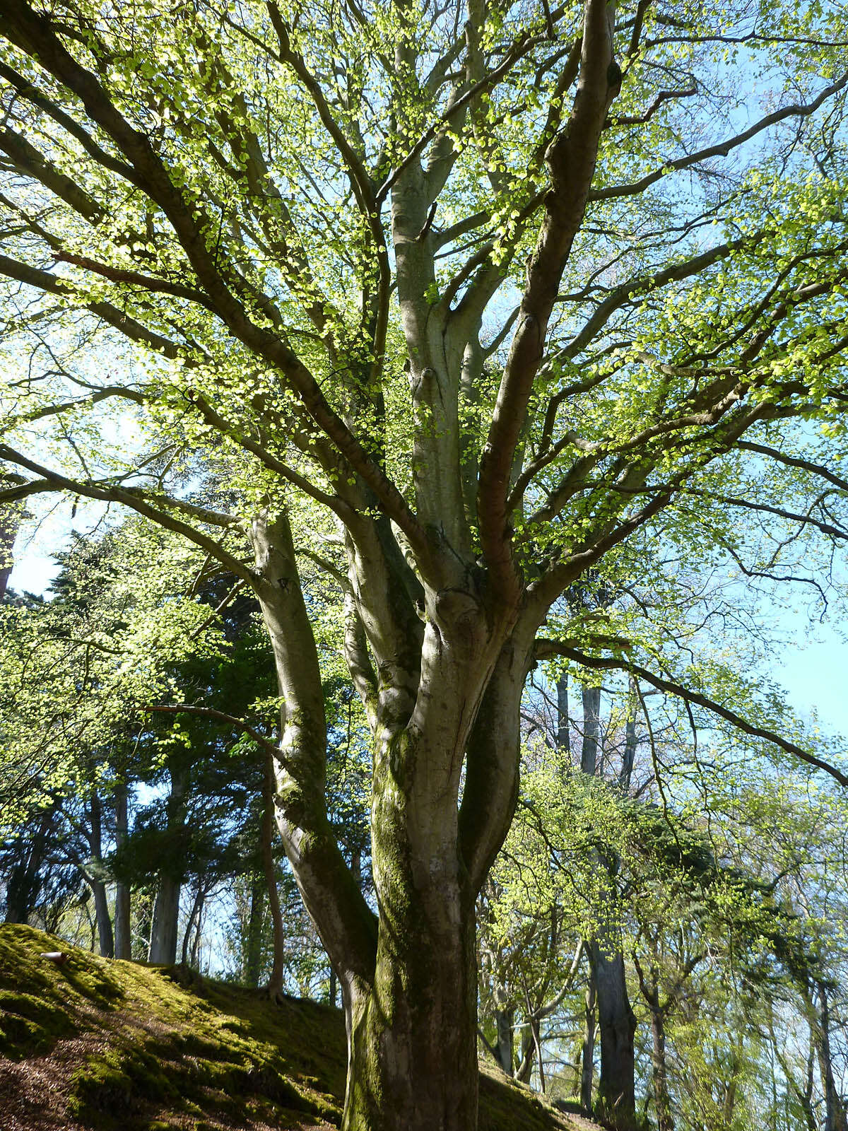 Image of European beech